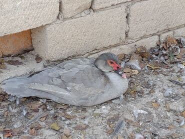 pinqivin ordek: LAVANDA lal ördekler. 8 aylıq erkeylerdi .damazdiq heyvanlardi.temiz — 3