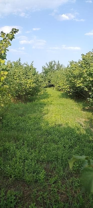 dekorativ bitkilər: Fındıq bağçılığı – məhsuldar plantasiya — 5