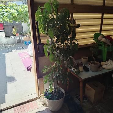 qab gulleri: Bitki: Şeflera (Schefflera arboricola, “cəngəl çətiri”) Tip: Otaq — 4
