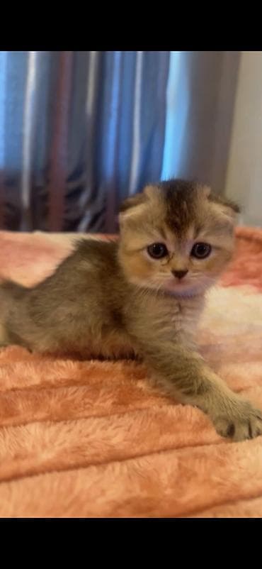 Reklam, çap: Temiz şotlant balası 200 m satram
Dişi ve erkey bala var — 4