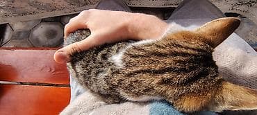 heyvanların cütləşməsi: Tabbi, Dişi, Yaxşı əllərə — 8