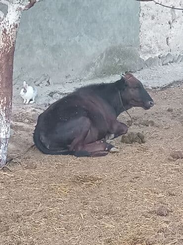 Mal-qara satılır – gənc dana/buzaq sürüsü - Şəkillərdə bir neçə baş