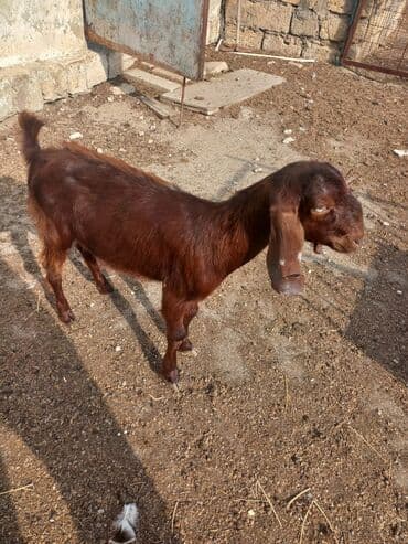 sudlu kecilər: 3 baş təmiz cins hələb keçisi satılır.4-6 aylıqdılar. 1 erkək 2 — 3