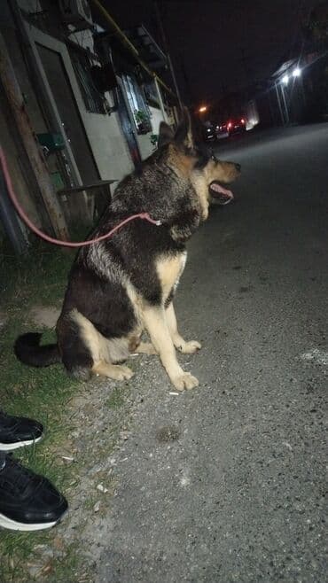 i̇tlər afcarka: Alman çoban iti — 1