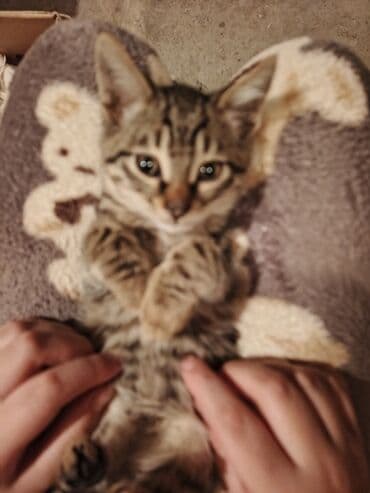 кот в добрые руки: Tabbi — 2