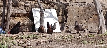 papuqay sesi: Toyuq, Yumurtalıq — 2