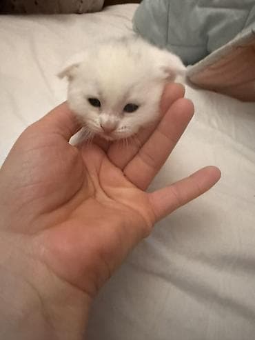 sotlant: Britan — 5