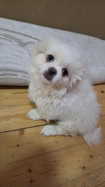 balaca it şəkilləri: Pekines, 2 ay, Erkek — 3