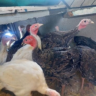 balaca quzu qiyməti: 2 ayliq hindisqa — 3