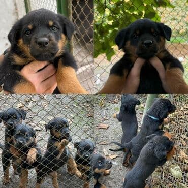 dişi quzu: Rotveyler, 2 ay, Dişi, Peyvəndli, Ünvandan götürmə — 8