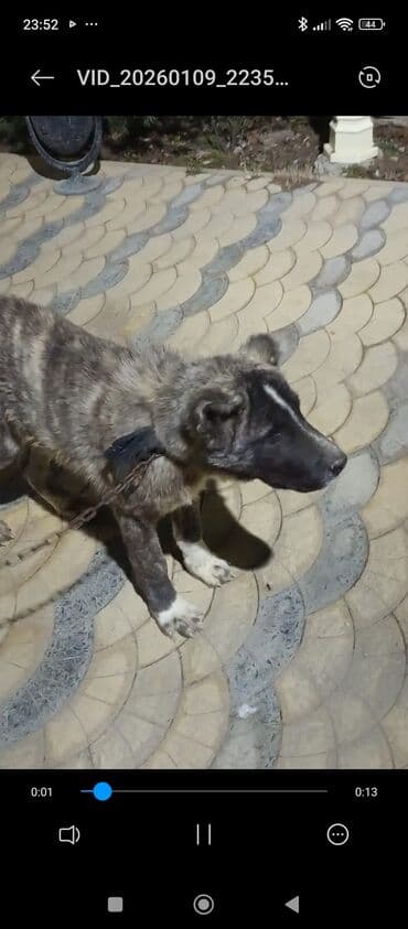 herəti: Alman çoban iti, 6 ay, Erkek, Peyvəndli, Ünvandan götürmə — 5