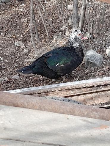 kənd toyuqu: Dişi, | Lal ördək, Ətlik, Ödənişli çatdırılma, Rayonlara çatdırılma — 4