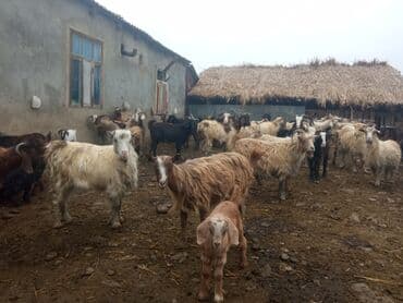 cucə yem qabı: Keçilər satilir — 4