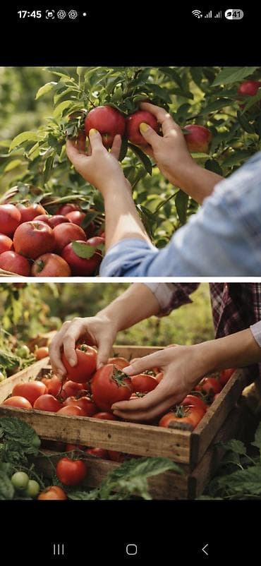 bıcaq: Bağ qayçısı, Polad — 3