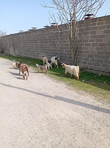 cəpişlər: Məhsul: Qoyun-keçi təsərrüfatı üçün ana keçilər və bala keçilər — 1