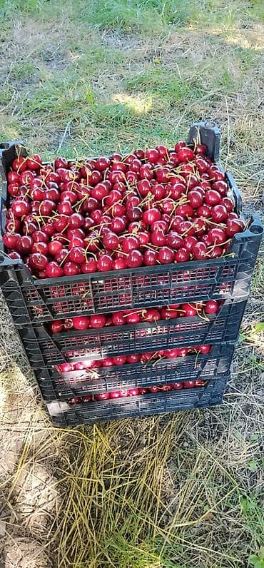 xocasen torpaq: 200 sot, Kənd təsərrüfatı, Kupça (Çıxarış) — 4