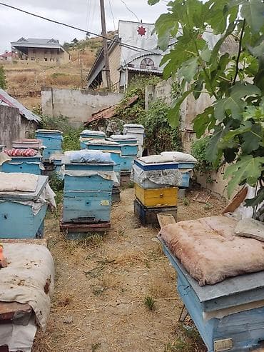 eşey satışı: 18 yewik ari ailesi balli ramkalar goturulmeyib icindedi,Tecili — 5