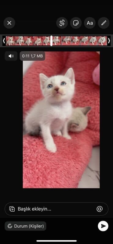 etibarlı əllərə pişik: Yaxşı əllərə — 2