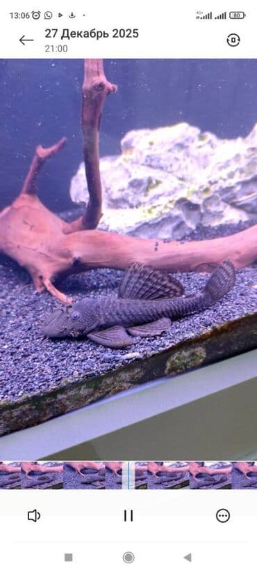 Ford: Ansistrus — 1