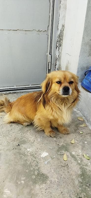 barter itle: Pekines, Erkek — 2