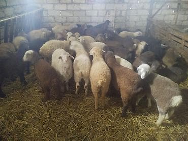 Yemlər: Qoyun sürüsü –42 quzudu 30 erkekdi 12disi kom 195 son qiymetidir seçib — 1