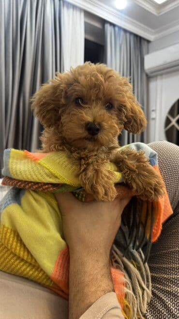 alabay itləri: Pudel, 4 ay, Dişi, Peyvəndli — 2