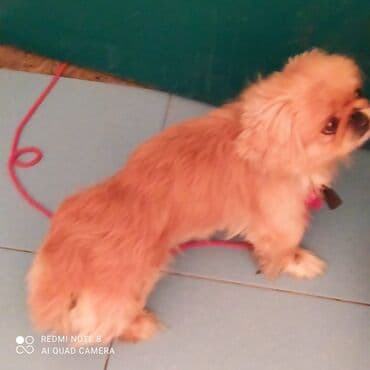 pulsuz heyvanlar verilir: Pekines — 7