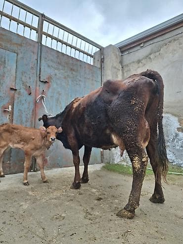 Животные: 14 litir süd verir 4 qarına doğub 25 gündü doğub balası dişdi — 1