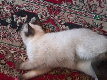 kecilər: Şinşilla, Dişi, Yaxşı əllərə — 3