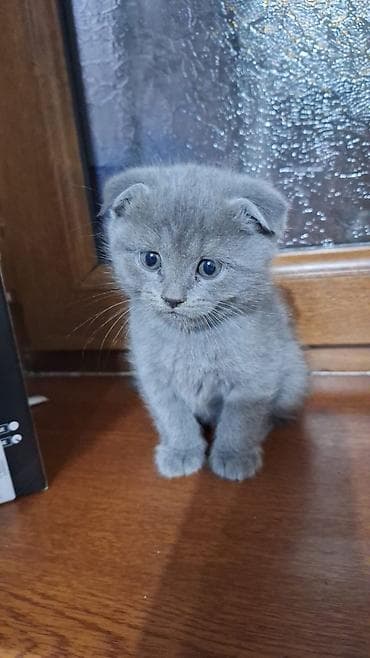 anqor pisik: Şotland, Erkək, Yaxşı əllərə, Ünvandan götürmə, Ödənişli çatdırılma, Rayonlara çatdırılma — 1