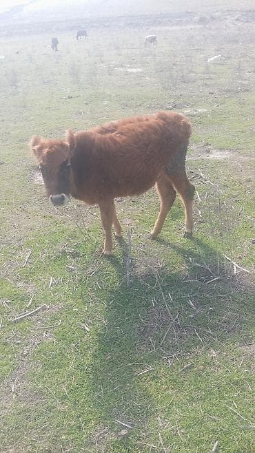 Saxlanmali dana real musdəriyə endirim olacaq