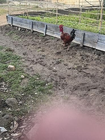 Salam 2 eded heyet xoruzu satılır cütü 60 azn dalaşmırlar bir heyetde lalafo.az -da Salam 2 eded heyet xoruzu satılır cütü 60 azn dalaşmırlar bir heyetde