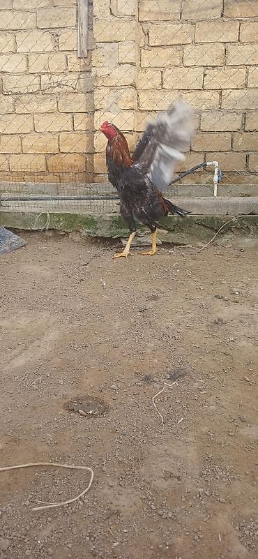 it hekimi bakida: Xoruz, il: 1 — 1