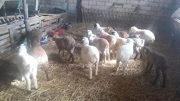 Qoyun-quzu qrupu 16 quzudu kom alana endirim olacaq - Növ: Yerli