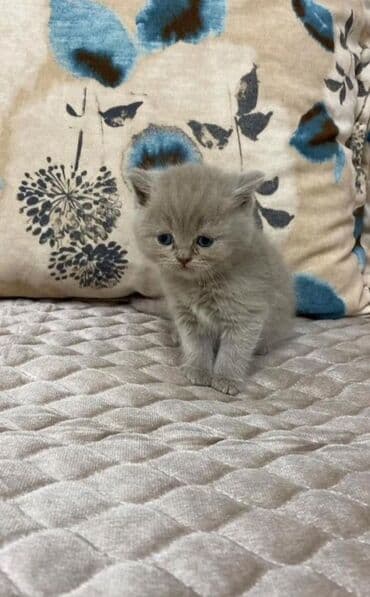 шотландские котята в баку: Шотландская длинношерстная, Самка, В добрые руки, Платная доставка, Бесплатная доставка — 1