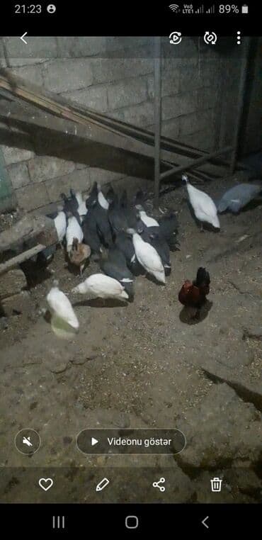 Freng qusdari 6 ayliqdilar .Saqlam heyvannatdi.Mastaqadadi.15 manar 1