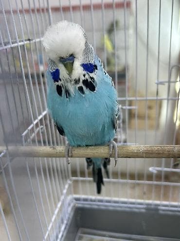 Salam.
Çex Papuqaylar satılır,içlərində hazır cütdə var — 4