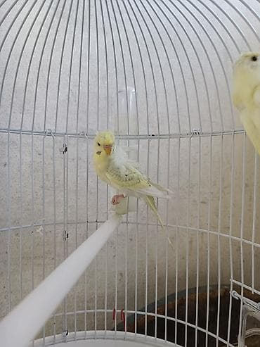 it hekimi bakida: Salam. 3ayliq japoness cüt satılır. cütü 40azn. dəyərindən ucuz — 4