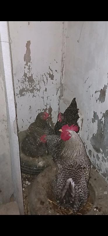 sort toyuqlar: Toyuq, Damazlıq — 2