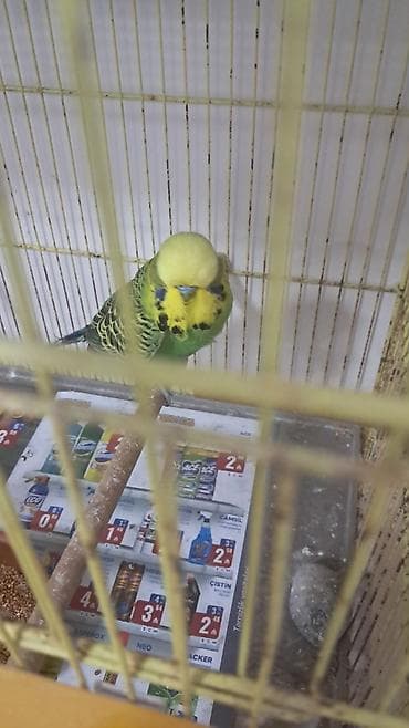 Digər quşlar: 3 ədəd erkək jumbo,12 ədəd jumbo çex qarışıq — 5