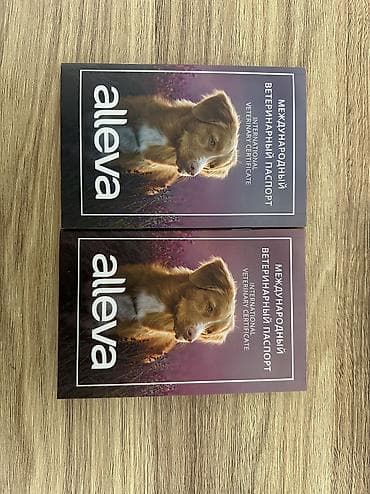 balaca pisik satisi: 2 Ədəd Erkək və Dişi. Cane Corso Təmiz Qan – həm həyət, həm də ailə — 9