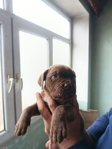 Gəmiricilər: 2 ay, Erkek, Peyvəndli — 3