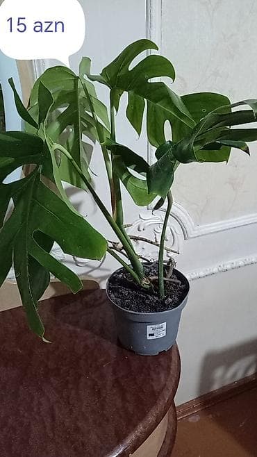 Otaq bitkiləri – Spatifillum və Monstera (2 müxtəlif ölçü) Məhsul