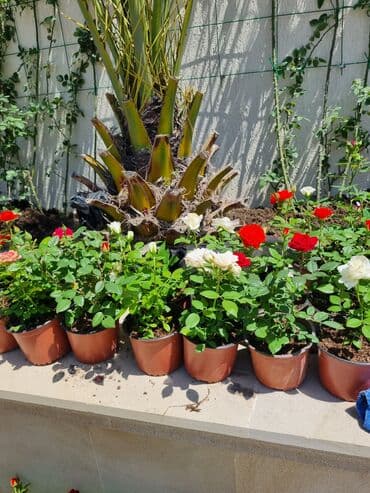 ağ qızılgul: Qırmızı, ağ, sarı və çəhrayı rənglərdə olan müxtəlif növ qızılgüllər — 6