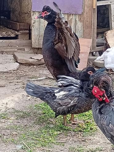 ordekler: Muscovy ördəkləri (barbarı/indo-ördəklər) – təsərrüfat üçün məhsuldar — 7