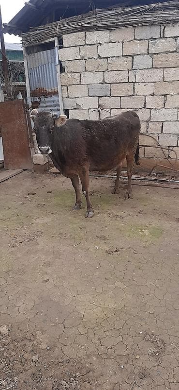 holşteyn inək: Salam qisirdi yeni subaydi Vacap akdivdir xayis edirem bos bekar — 2