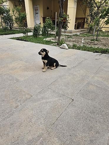 tap. az ov itleri: Balaca it balası – qara rəngli, krem rəngli işarələrlə. Kompakt — 3