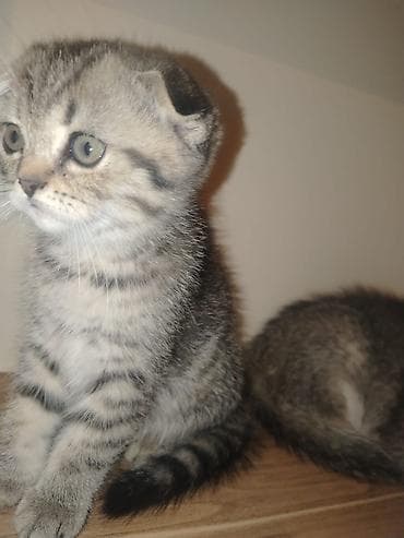 ev pişiy: Scottish Fold və British Shorthair balaları - Cins: Scottish Fold — 2