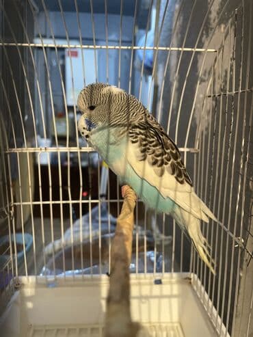 arı şəkilləri: Bülbül (dalmatin naxışlı, mavi-ağ rəng çaları) – əhliləşdirilmiş — 4