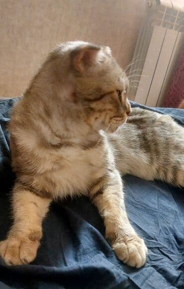 сколько стоит вислоухий кот: Шотладская вислоухая — 4